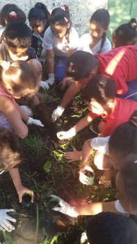 Medium_horta_urbana-plantio_muda_melissa