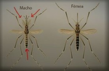 Medium_grupo8_dengue