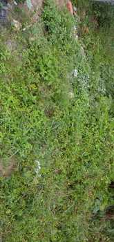 Medium_img-20200608-wa0071