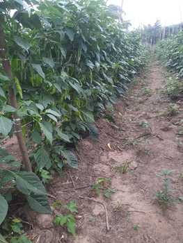 Medium_horta_de_pimenta