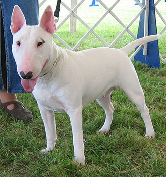 Medium_bull_terrier3_1_