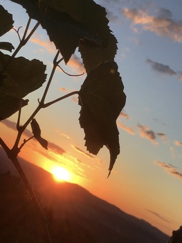 Medium_e97061ac-9df5-49e0-b965-249871ef72af