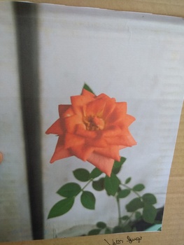 Medium_img_20221026_130812015_burst001