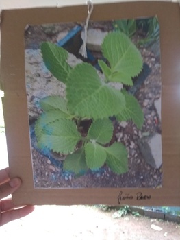 Medium_img_20221109_151258705