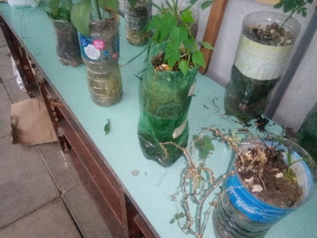 Medium_20221109_153248