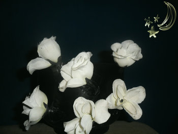 Medium_sam_2413._jpg