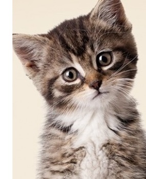 Medium_ong-pata-feira-de-adocao2-660x375