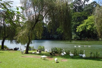 Medium_ibirapuera-lago-585x390
