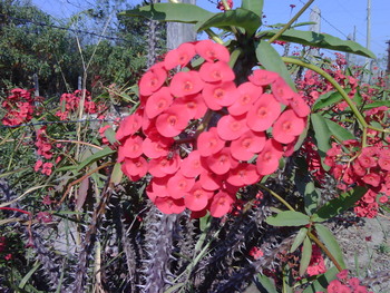 Medium_img00085-20100822-1512