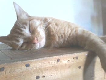 Medium_20151009_130510