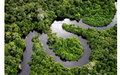 Calendar_thumb_floresta