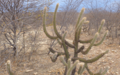 Calendar_thumb_caatinga