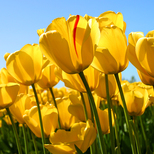 Top_tulips