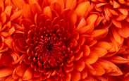 Faca_acontecer_chrysanthemum