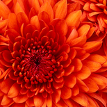 Top_chrysanthemum