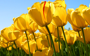 Faca_acontecer_tulips