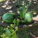 Top_img-20201122-wa0005