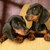 Thumb_sq_dachshund_da_quel