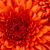 Thumb_sq_chrysanthemum