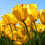 Thumb_sq_tulips