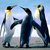 Thumb_sq_penguins