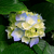 Thumb_sq_hydrangeas