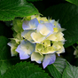 Thumb_88_hydrangeas