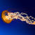 Thumb_sq_jellyfish
